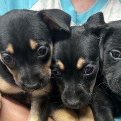 Mountain Feists from Campbell’s Feist