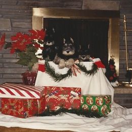 Miniature Schnauzer Puppies from Sumerwynd Miniature Schnauzers