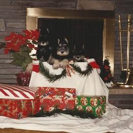 Miniature Schnauzer Puppies from Sumerwynd Miniature Schnauzers