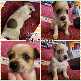 Girl 4 - Red mottled female Australian Cattle Dog puppy in Bradford, Arkansas from Cedar Rock Heelers and Kelpies