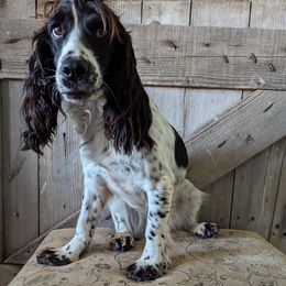 Quirk - English Cocker Spaniel
