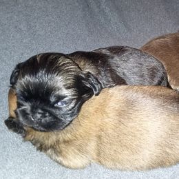 Pekingese from Pekingese for Life ✊