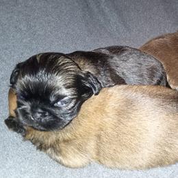 Pekingese from Pekingese for Life ✊