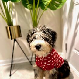 Bernedoodle Puppies from Haj Paj Bernedoodles