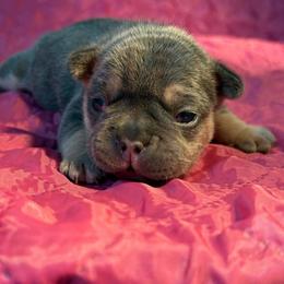 Bandit (male) - Blue male French Bulldog puppy in Round Rock/Austin, Texas from De Goza Camp