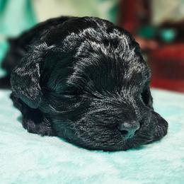 Lightning - Black male Cockapoo puppy in Indiahoma, Oklahoma from Phamily Doodles