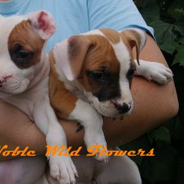 American Staffordshire Terrier Puppies from GrinNation Noble Am Staffs