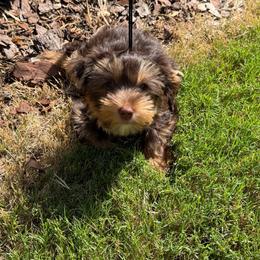 Sophia - Chocolate and tan female Yorkshire Terrier puppy in Kennesaw, Georgia from Yorkies of Georgia
