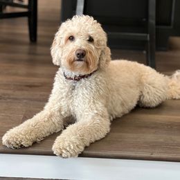 Gracie - Australian Labradoodle