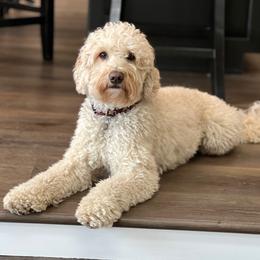 Gracie - Australian Labradoodle