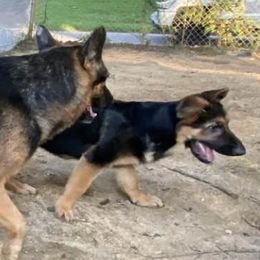 German Shepherds from Finley’s Premium Shepherds