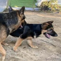 German Shepherds from Finley’s Premium Shepherds