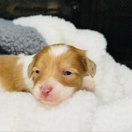 Coop - Red male Companion Cross puppy in Garvin, Oklahoma from Hochatown Awesome Aussies