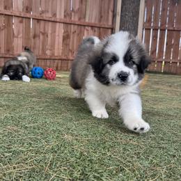 Caucasian Shepherd Dog and Poodle Puppies from Great Strength