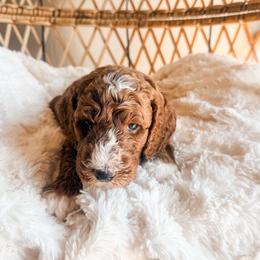 NUGGET - Apricot male Goldendoodle puppy in Brookville, Pennsylvania from Woodland Mountain Doodles