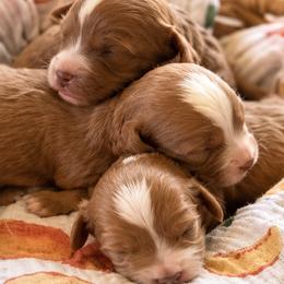 Cavapoo puppies from Doodles of North Tx