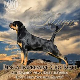 Ringa - Rottweiler