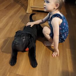 Chinese Shar-Pei All Grown Up from Eihpos Shar-Pei