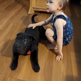 Chinese Shar-Pei All Grown Up from Eihpos Shar-Pei