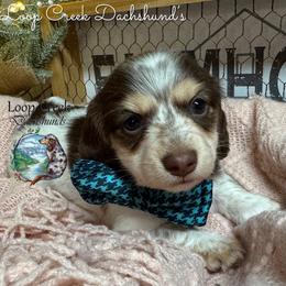 McCheddar - Piebald male Dachshund puppy in Fayetteville, West Virginia from Loop Creek Dachshunds