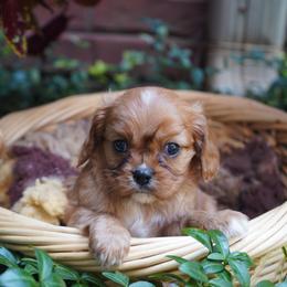 Maverick - Ruby male Cavalier King Charles Spaniel puppy in Lula, Georgia from Cavaliers by Crumley