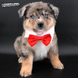 Blue Merle 3 2 Blue eyes - Blue merle male Miniature Australian Shepherd puppy in Pinehurst, Texas from Aussie Amor