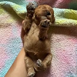 Angel - Red female Cavapoo puppy in Gainesville, Florida from Alyssa Xxweetdoodles