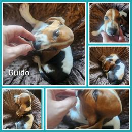 Guido - Black white and tan male Basset Hound puppy in Mill Springs, North Carolina from Mountain View Basset Hounds