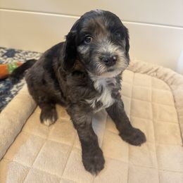 ROMEO - Merle Goldendoodle puppy in Charlotte, North Carolina from Hopeful Heart Doodles