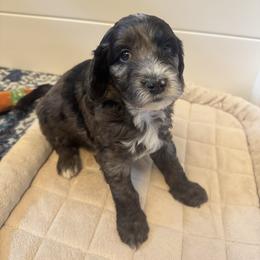 ROMEO - Merle Goldendoodle puppy in Charlotte, North Carolina from Hopeful Heart Doodles