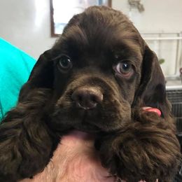 Cocker Spaniels and Pointers from Monarch Pointers & Cockers