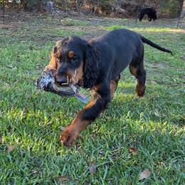 Boy 5 - Black and tan male Gordon Setter puppy in Milton, Florida from Katherine's Golden Retrievers, Gordon Setters, and English Setters