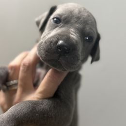 Comet - Blue male Great Dane puppy in Batavia, Illinois from Dream Danes House of Cambridge Great Danes