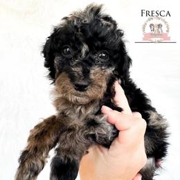 Fresca - Blue merle female Aussiedoodle puppy in Corydon, Indiana from Ridgeline Doodles