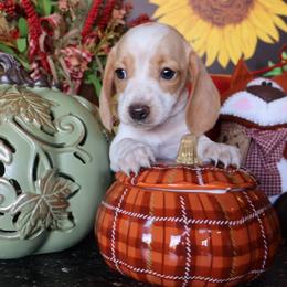 MERINGUE - Piebald female Dachshund puppy in Floresville, Texas from Muddy River Dachshunds
