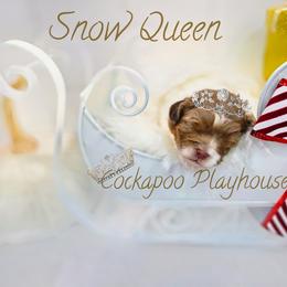 Snow  Queen - Merle female Cockapoo puppy in Demorest, Georgia from Royal Cockapoo Playhouse