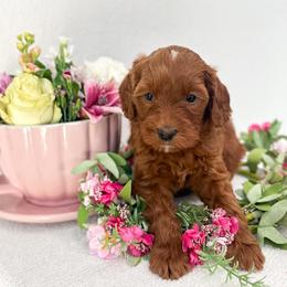 Duchess - Caramel red female Australian Labradoodle puppy in Palmdale, California from Pixie Doodle Paws