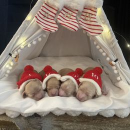 Ollie - Cream female Dachshund puppy in Alpine, California from Christie's Doxies