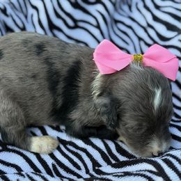 Mia - Blue merle female Aussiedoodle puppy in Ambrose, Georgia from Brandilyn's Aussies