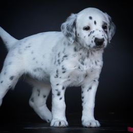 Girl 1 - White and liver brown female Dalmatian puppy in Cottage Grove, Oregon from Hidden Hills Dalmatians