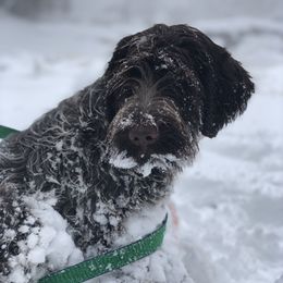 Wirehaired Pointing Griffon Puppies from Double Barrel Griffons