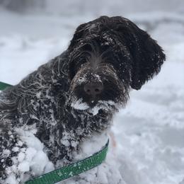 Wirehaired Pointing Griffon Puppies from Double Barrel Griffons