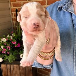 Maverick - Red male Bernedoodle puppy in Denver, Pennsylvania from Greenview Puppies