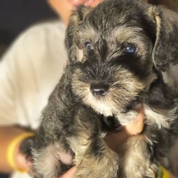 Boggie - Salt and pepper male Miniature Schnauzer puppy in Panama City, Florida from Emerald Coast Schnauzers