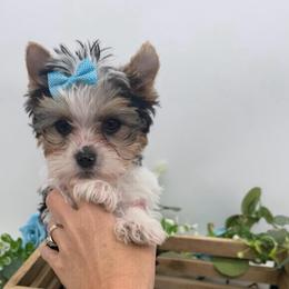 Theo - Parti male Yorkshire Terrier puppy in Benton, Illinois from Furry Tailz Yorkies