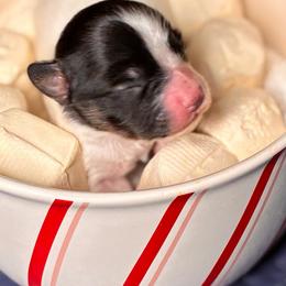 Tri girl - White black and tan female Papillon puppy in Frostproof, Florida from Sequence Papillon