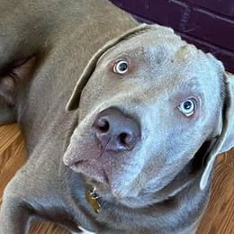 Dilute Retrievers from Chehalem Valley Labradors