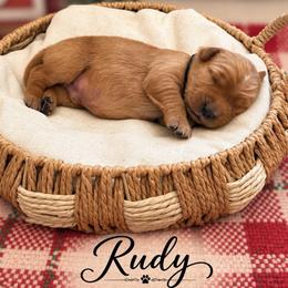 Rudy - Dark golden male Golden Retriever puppy in San Bernardino, California from Thegoldendreams1