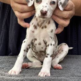 Girl 1 - White and liver brown Dalmatian puppy in Richmond, Virginia from Darrfield