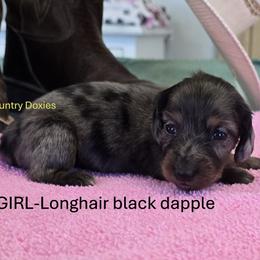 Dapple - Dapple female Dachshund puppy in Cedar City, Utah from Country Doxies